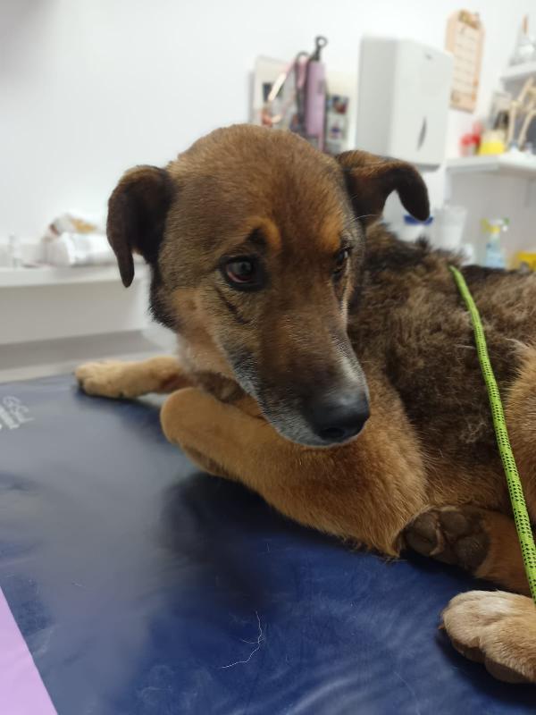 Patorino 5 anni dolcissimo Foto 3